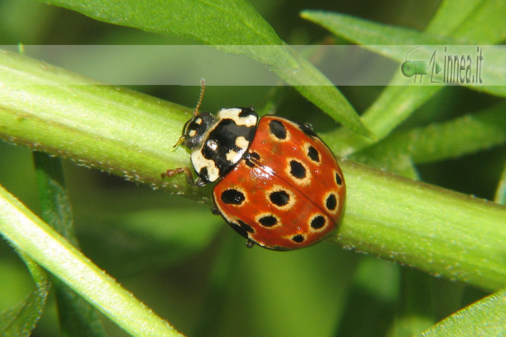 Harmonia axyridis o Anatis ocellata (Coccinellidae)?